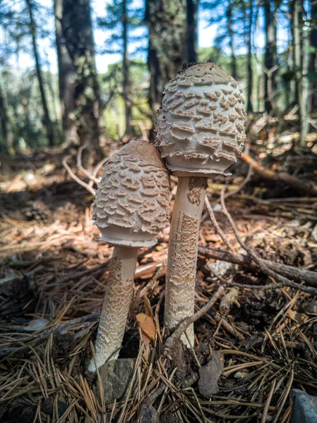 Mushrooms Forest — Stock Photo, Image