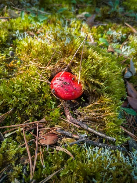 Röda Och Vita Svampar Skogen — Stockfoto