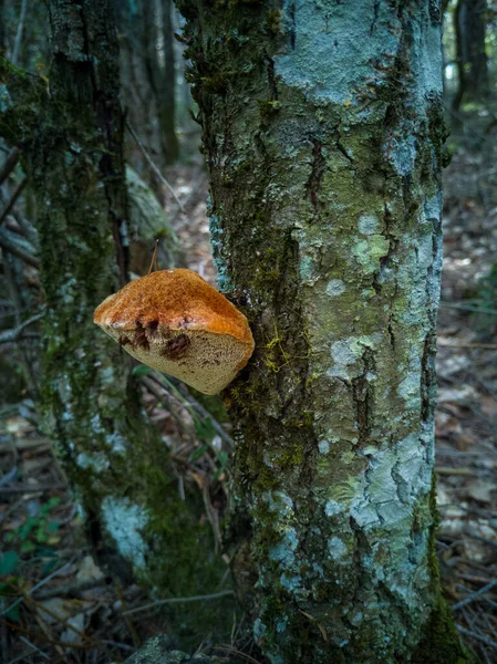 Μανιτάρια Στο Δάσος — Φωτογραφία Αρχείου