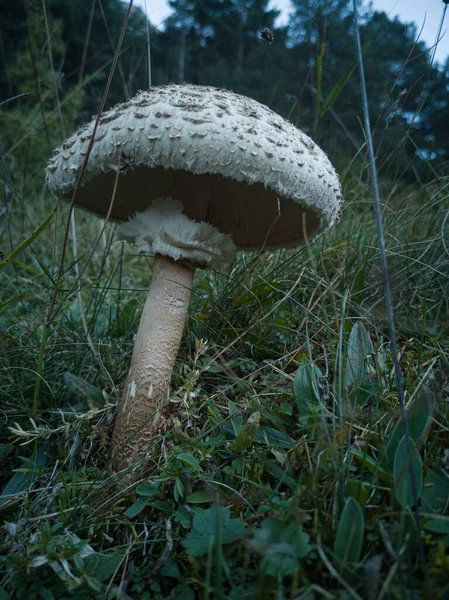 森林里一株蘑菇的特写 — 图库照片