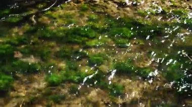 Temiz su nehri. Balık sezonu. Dağ nehri yüksek dağ nehri. Yeşil dağda nehir yosunu