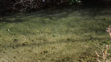 Temiz bir nehirde alabalık yiyecek bekliyor. Alabalık avlanıyor. Balık sezonu. dağ nehri yüksek dağ nehri