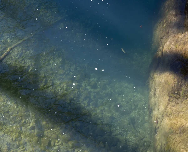 Υποβρύχια Άποψη Των Ψαριών Στο Νερό — Φωτογραφία Αρχείου