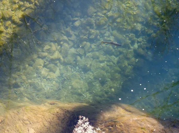Όμορφο Υποβρύχιο Τοπίο Θαλασσινό Νερό Και Ψάρια — Φωτογραφία Αρχείου