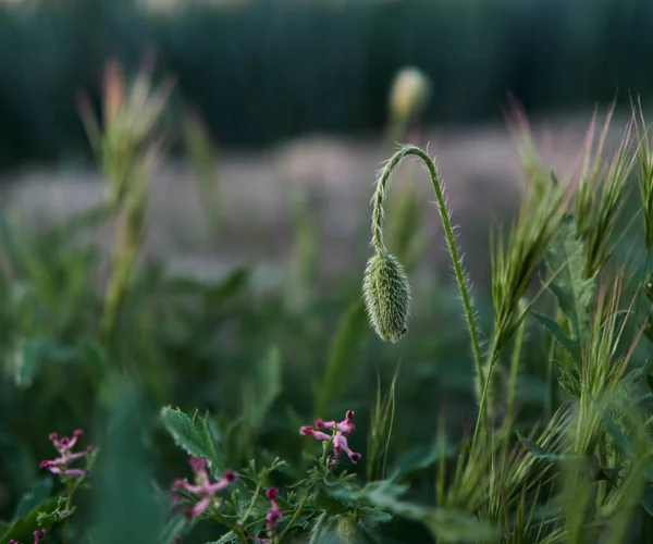 Mohn Auf Einer Wiese Sommerwiese Mit Blühenden Wilden Ornamenten Großaufnahme — Stockfoto