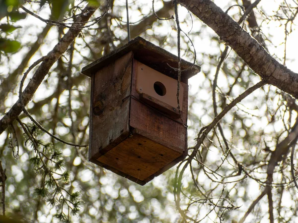 Pequeño Pajarito Primavera Con Flor Almendra Una Casa Pájaros Decorada — Foto de Stock