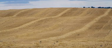 Kırsal alanın güzel manzarası, tarlalar, ormanlar, tepeler ve tarlanın ortasındaki buğday.