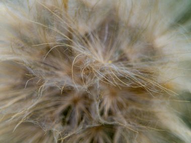 Güzel botanik çekimi, doğal desen.