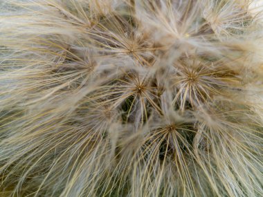 Karahindiba çiçeği yaklaş..