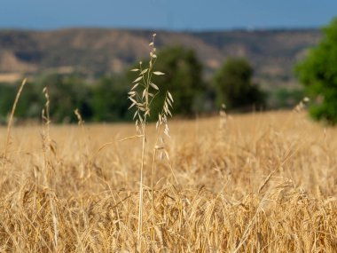 Kırsalda buğday tarlası olan güzel bir manzara.