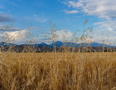 Buğday tarlası olan güzel bir manzara.