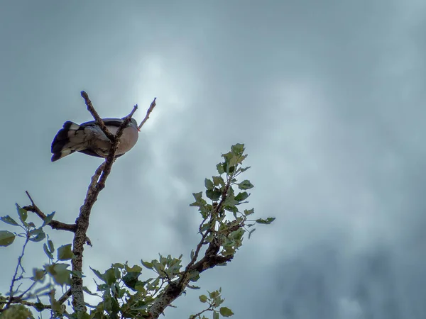Птах Лісі — стокове фото