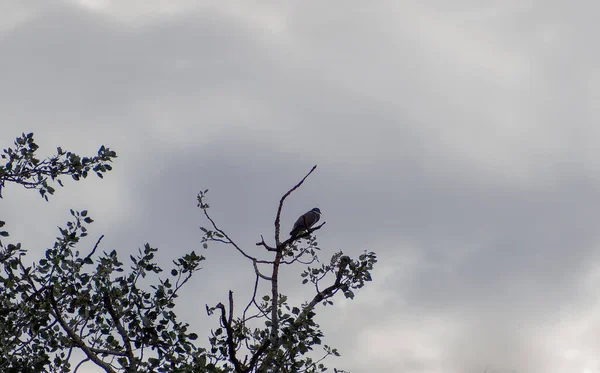 Över Träd Himlen — Stockfoto