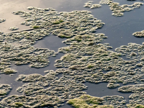 Θαλασσινό Κέλυφος Άμμος Και Μια Μεγάλη Επιφάνεια Της Λίμνης — Φωτογραφία Αρχείου