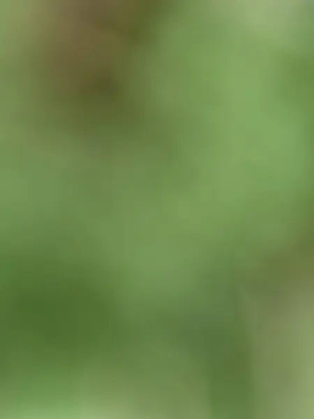 Yeşil Soyut Arkaplan Bulanık Doğa — Stok fotoğraf