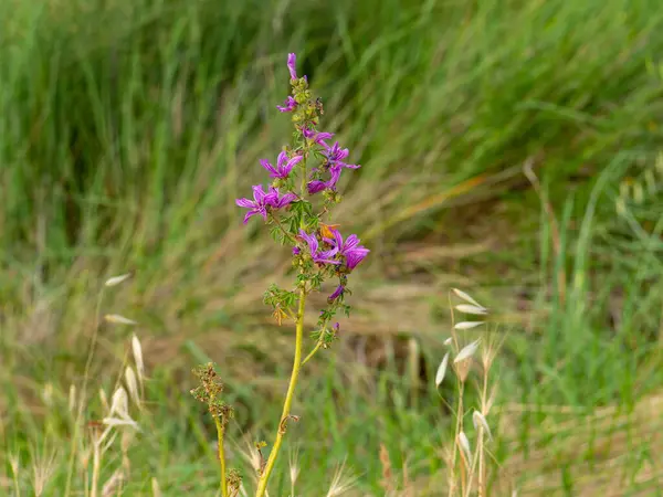 Nahaufnahme Einer Lila Blüte Auf Dem Feld Der Wiese Einem — Stockfoto