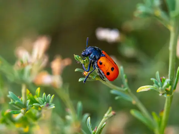 Ladybug Flower — Stock Photo, Image