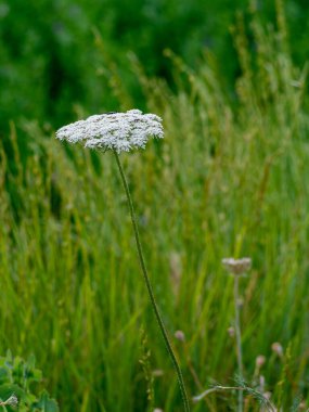Çimlerde beyaz çiçekler