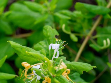 Bahçede beyaz çiçekler