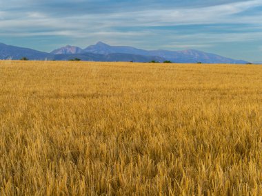 Güneşli bir günde güzel bir altın mısır tarlası. arkaplan bulanık.