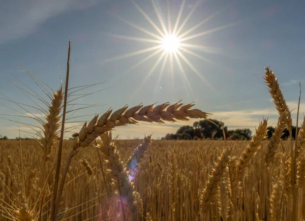 Campo Grano Agricoltura Agricoltura — Foto Stock