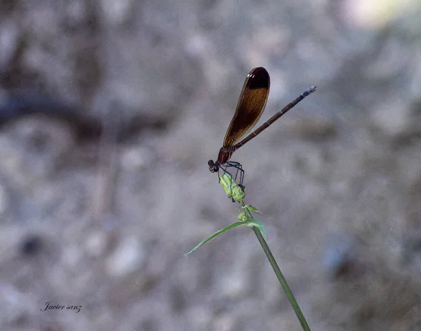 Close Beautiful Dragonfly — стоковое фото