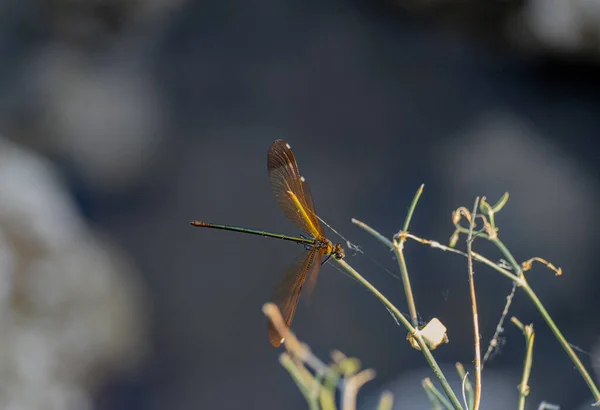 Closeup Shot Beautiful Dragonfly Flower — ストック写真