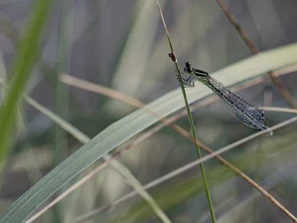 Detailní Záběr Hmyzu Vážky — Stock fotografie