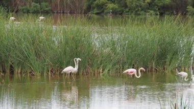 Ebro Delta 'da macera. Ebro deltasında flamingolar. Vahşi yaşam. Flamingolar doğal ortamlarında.