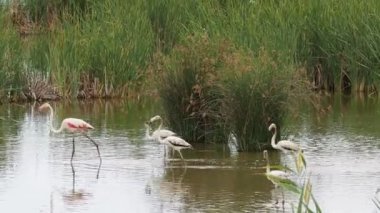 Ebro Delta 'da macera. Ebro deltasında flamingolar. Vahşi yaşam. Flamingolar doğal ortamlarında.