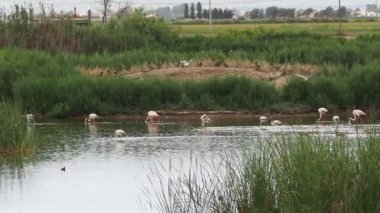 Ebro Delta 'da macera. Ebro deltasında flamingolar. Vahşi yaşam. Flamingolar doğal ortamlarında.