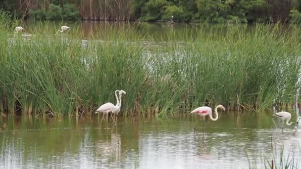 Adventure Ebro Delta Flamingos Ebro Delta Wild Life Flamingos Natural — Video Stock