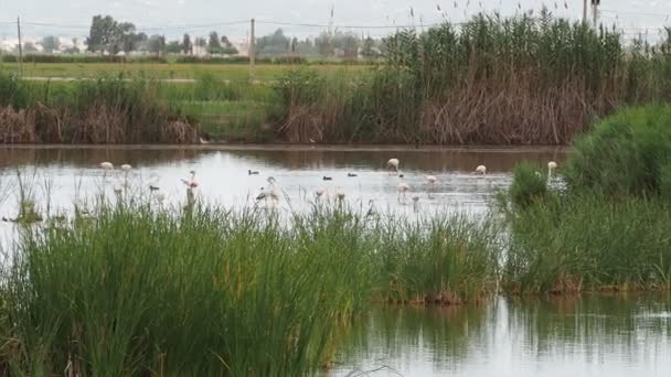 Kaland Ebro Deltában Flamingók Ebro Deltában Wild Life Flamingók Természetes — Stock videók