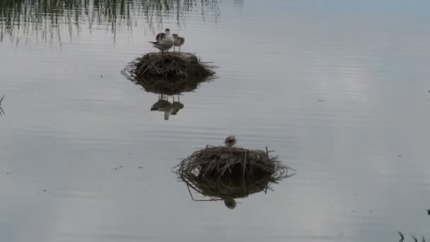 Vogelschwarm Wasser — Stockvideo