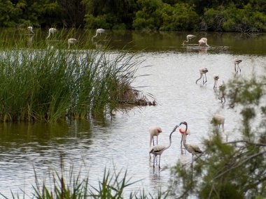 Donana Ebro Delta Bölgesi 'nde macera. Suda flamingolar var. Flamingo sürüsü doğal ekosistemlerinde