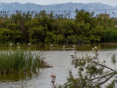 Donana Ebro Delta Bölgesi 'nde macera. Suda flamingolar var. Flamingo sürüsü doğal ekosistemlerinde