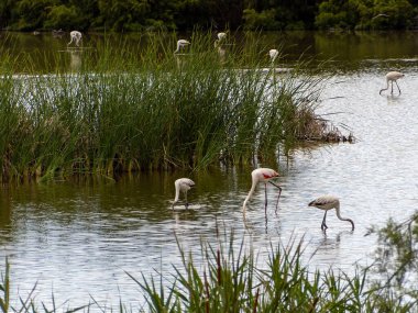 Donana Ebro Delta Bölgesi 'nde macera. Suda flamingolar var. Flamingo sürüsü doğal ekosistemlerinde