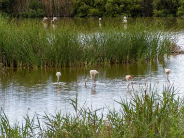 Donana Ebro Delta Bölgesi 'nde macera. Suda flamingolar var. Flamingo sürüsü doğal ekosistemlerinde