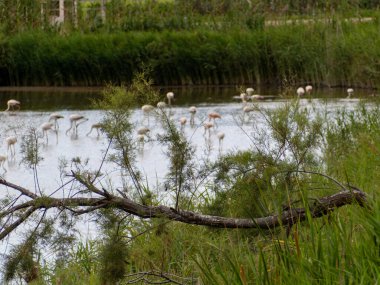 Donana Ebro Delta Bölgesi 'nde macera. Suda flamingolar var. Flamingo sürüsü doğal ekosistemlerinde