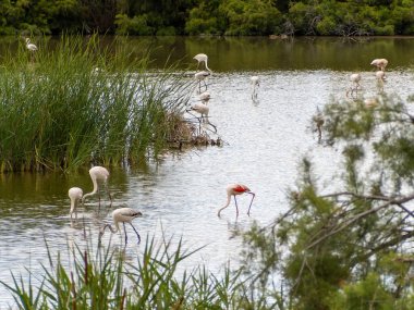 Donana Ebro Delta Bölgesi 'nde macera. Suda flamingolar var. Flamingo sürüsü doğal ekosistemlerinde