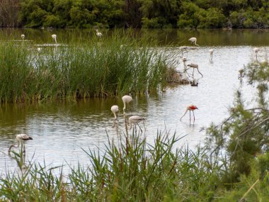 Donana Ebro Delta Bölgesi 'nde macera. Suda flamingolar var. Flamingo sürüsü doğal ekosistemlerinde