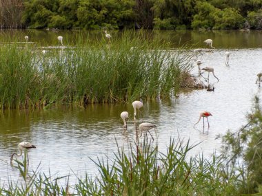 Donana Ebro Delta Bölgesi 'nde macera. Suda flamingolar var. Flamingo sürüsü doğal ekosistemlerinde