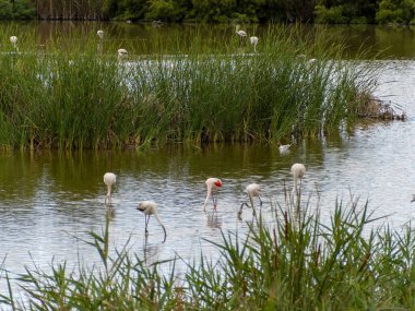 Donana Ebro Delta Bölgesi 'nde macera. Suda flamingolar var. Flamingo sürüsü doğal ekosistemlerinde
