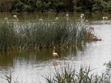 Donana Ebro Delta Bölgesi 'nde macera. Suda flamingolar var. Flamingo sürüsü doğal ekosistemlerinde