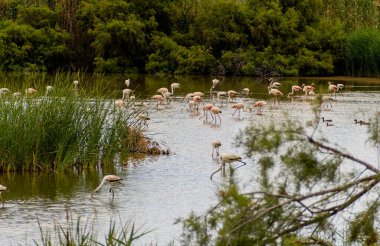 Donana Ebro Delta Bölgesi 'nde macera. Suda flamingolar var. Flamingo sürüsü doğal ekosistemlerinde