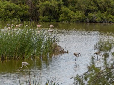 Donana Ebro Delta Bölgesi 'nde macera. Suda flamingolar var. Flamingo sürüsü doğal ekosistemlerinde