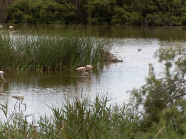 Donana Ebro Delta Bölgesi 'nde macera. Suda flamingolar var. Flamingo sürüsü doğal ekosistemlerinde