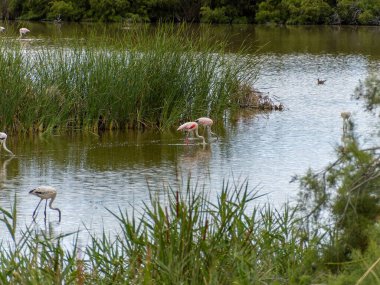 Donana Ebro Delta Bölgesi 'nde macera. Suda flamingolar var. Flamingo sürüsü doğal ekosistemlerinde
