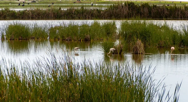 Adventure Donana Ebro Delta Landscape Flamingos Water Flock Flamingos Natural — Φωτογραφία Αρχείου