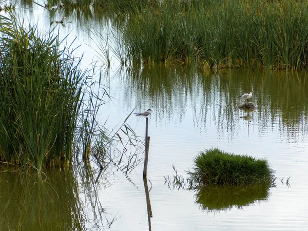Parktaki gölün güzel manzarası